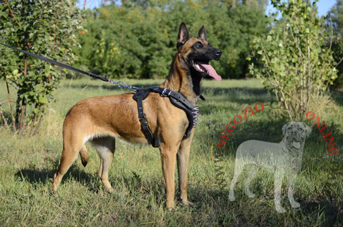 Pettorina in cuoio
decorata, indossata da Malinois e attaccata al guinzaglio