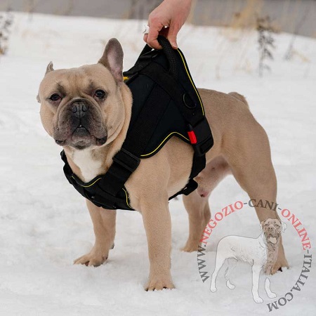 Bulldog Francese con confortabile pettorina in nylon