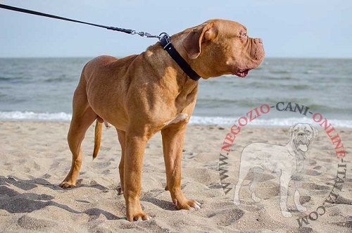 Dogue de Bordeaux con classico collare in pelle
indosso