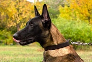 Collare classico in pelle "Bossy" largo 30 mm per Malinois