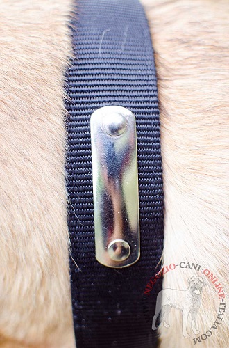 Collare in nylon con
piastrina personalizzata indossato da Cane Corso