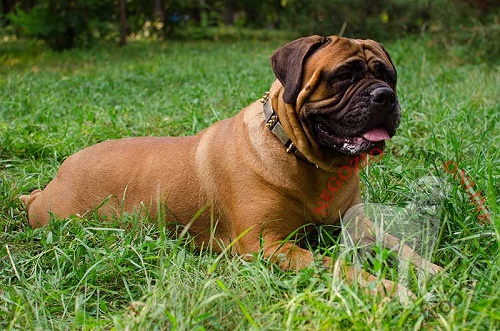 Bullmastiff con collare in cuoio con piastrine