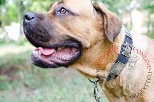 Elegante e pratico collare in pelle per Cane Corso