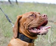 Collare in pelle dal design originale per Dogue de Bordeaux Collare in pelle dal design originale per Dogue de Bordeaux