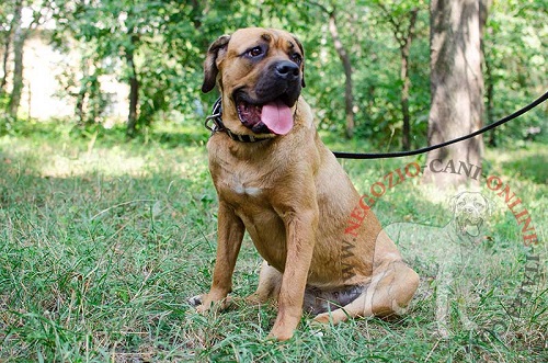 Cane Corso con collare in cuoio con piastrine in
acciaio indosso