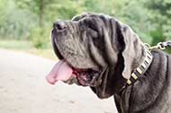 Ricercato collare in pelle naturale per Mastino Napoletano