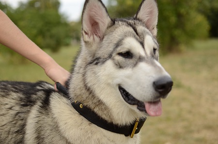 Resistente collare per
Alaskan Malamute