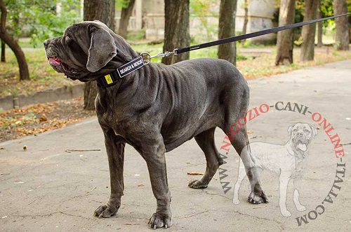 Collare in nylon con la scritta personalizzata indossato
da Mastino Napoletano