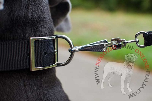 Mastino Napoletano con affascinante
collare decorato indosso