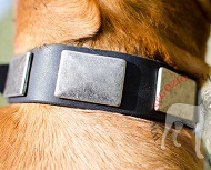 Collare in cuoio con piastrine nichelate per Dogue de Bordeaux Collare in cuoio con piastrine nichelate per Dogue de Bordeaux