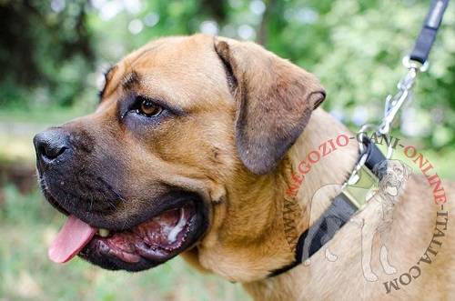 Collare in nylon regolabile indossato da Cane Corso