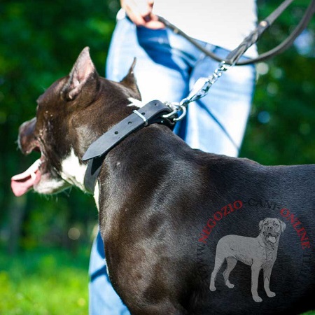 Collare in vero cuoio per 
Amstaff