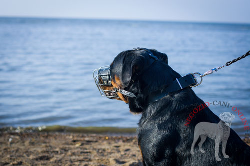 Rottweiler con classico collare
in pelle indosso