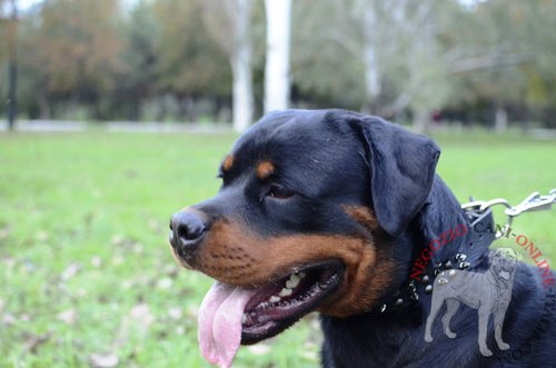 C
ollare in cuoio decorato indossato da Rottweiler