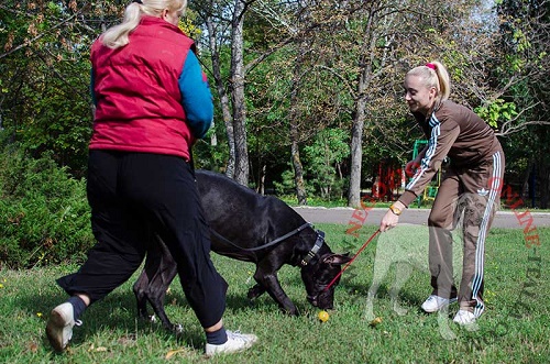 Collare in pelle per passeggiate con Alano