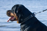 Collare in pelle "Eye-catching Sure-Fit" per Rottweiler