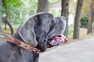 Elegante collare in cuoio decorato per Mastino Napoletano