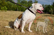 Collare in cuoio "Noble Pet" per Bulldog Americano, largo 25 mm