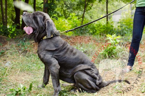 Elegante collare con decorazioni
indossato da Mastino Napoletano