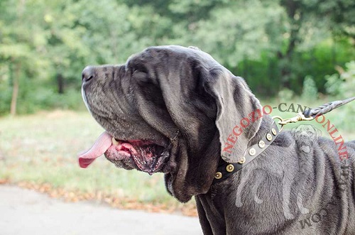 Mastino Napoletano con
bellissimo collare decorato indosso