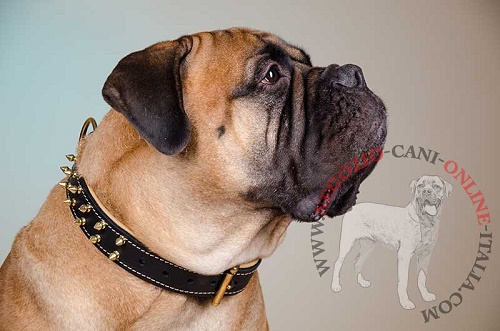 Comodo collare in cuoio
indossato da Bullmastiff