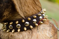 Collare in pelle con borchie a punta e semisfere per Malinois Collare in pelle con borchie a punta e semisfere per Malinois