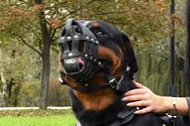 Museruola in cuoio "Managing Dog's Behavior" per Rottweiler Museruola in cuoio "Managing Dog's Behavior" per Rottweiler