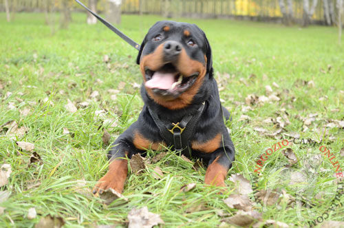 Pettorina per passeggiate con Rottweiler