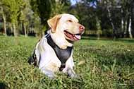 Pettorina in pelle naturale "Walk & Train" per Labrador