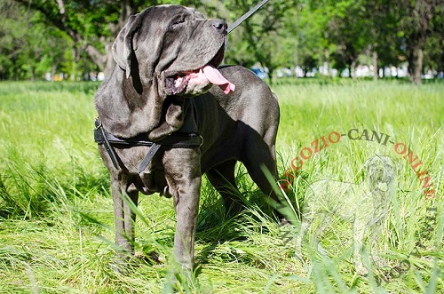 Comoda pettorina da traino indossata da Mastino Napoletano