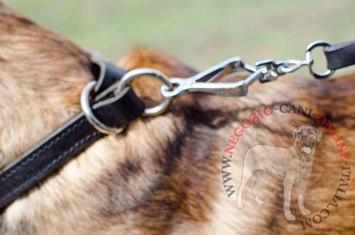 Resistente collare in pelle naturale per Malinois