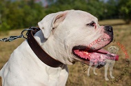 Collare in cuoio "Easy Use" per Bulldog Americano, largo 40 mm Collare in cuoio "Easy Use" per Bulldog Americano, largo 40 mm
