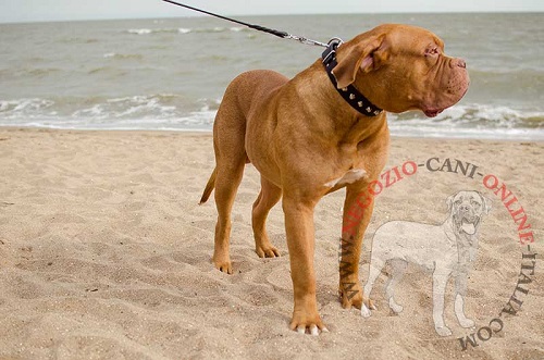 Collare in cuoio decorato con piramidi indossato da Dogue de Bordeaux