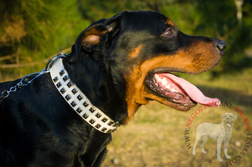 Collare bianco con piramidi Mignight Sun per Rottweiler