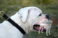 Collare a strozzo in pelle "Rattlesnake" per Bulldog Americano Collare a strozzo in pelle "Rattlesnake" per Bulldog Americano