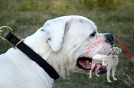 Collare a strozzo in pelle "Rattlesnake" per Bulldog Americano