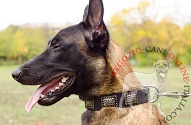 Collare in pelle con piastrine "Rococo Style" per Malinois Collare in pelle con piastrine "Rococo Style" per Malinois