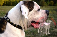 Collare in pelle "Celestial Sphere" per Bulldog Americano Collare in pelle "Celestial Sphere" per Bulldog Americano