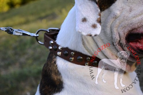 Collare con decorazioni per Bulldog Americano agganciato al guinzaglio