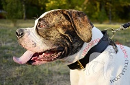 Collare in pelle "Double-layer" per Bulldog Americano Collare in pelle "Double-layer" per Bulldog Americano