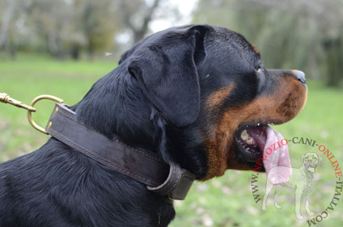 Collare in cuoio doppio per cani forti