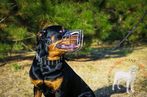 Rottweiler con collare in cuoio largo decorato indosso