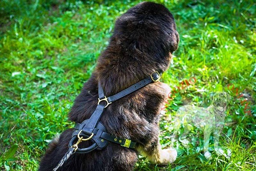 Pettorina con guinzaglio per Mastiff