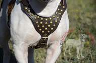 Pettorina in pelle "Spark of inspiration" per Bulldog Americano Pettorina in pelle "Spark of inspiration" per Bulldog Americano
