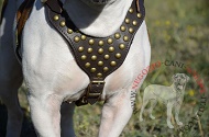 Pettorina in pelle "Spark of inspiration" per Bulldog Americano