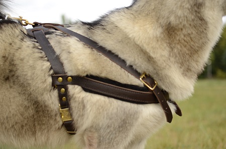 Comoda pettorina da traino
per Alaskan Malamute