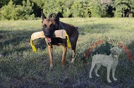 Riporto da mordere in vera pelle per Malinois