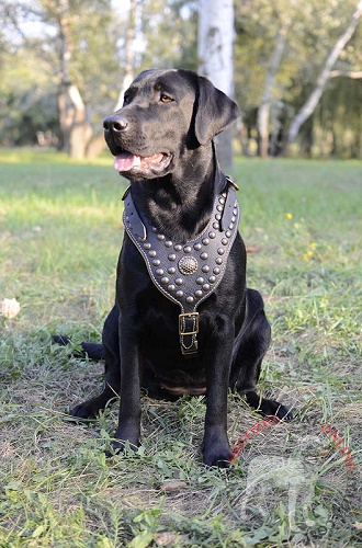 Pettorina in pelle naturale indossata da Labrador Retriever