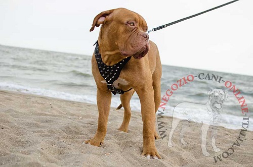 Dogue de Bordeaux con bellissima pettorina in cuoio decorata con
borchie a punta