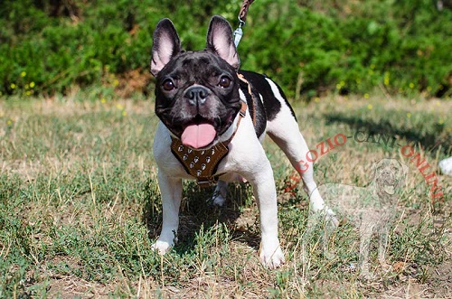 Bulldog Francese con pettorina decorata con
borchie a punta